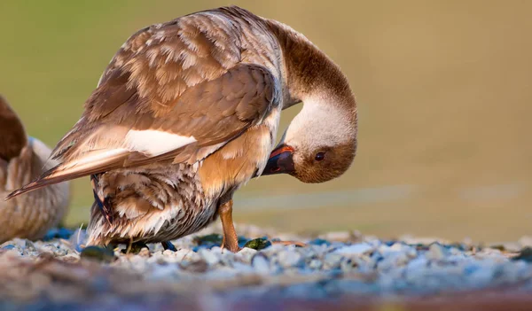 Roztomilá Kachna Vodní Pozadí Pochvatý Počard — Stock fotografie