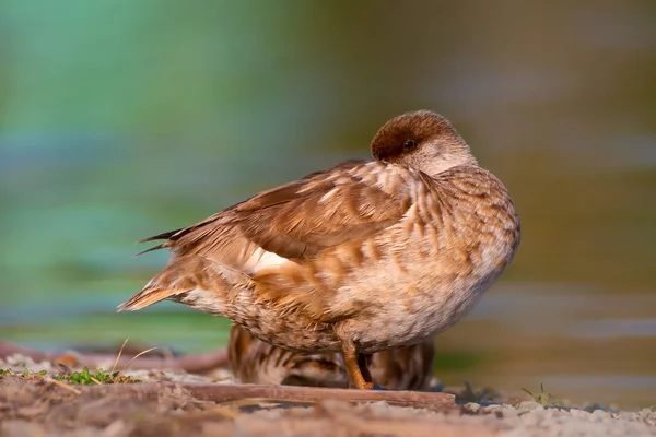 Cute Duck Water Background Red Crested Pochard — Stock Photo, Image