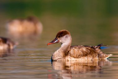 Sevimli ördek. Su arka planı. Kırmızı tepeli Pochard.