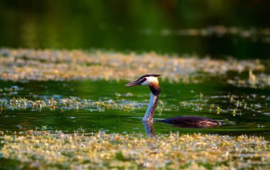 Sevimli kuş Büyük Tepeli Grebe. Mavi su doğa arka plan. Kuş: Podiceps cristatus.