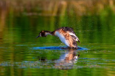 Sevimli kuş Büyük Tepeli Grebe. Mavi su doğa arka plan. Kuş: Podiceps cristatus.