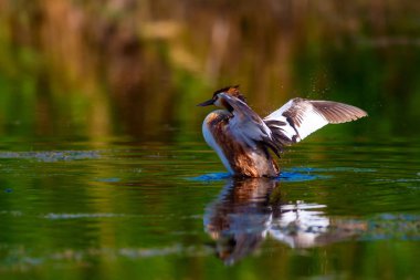 Sevimli kuş Büyük Tepeli Grebe. Mavi su doğa arka plan. Kuş: Podiceps cristatus.