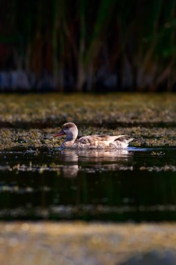 Sevimli ördek. Su arka planı. Kırmızı tepeli Pochard.