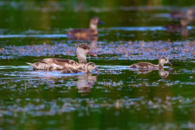 Sevimli ördek. Su arka planı. Kırmızı tepeli Pochard.