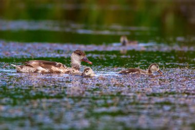 Sevimli ördek. Su arka planı. Kırmızı tepeli Pochard.