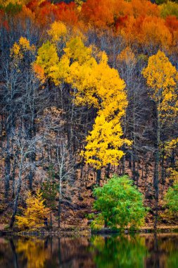 Sonbahar manzara fotoğrafçılığı. Renkli orman arka planı. Ankara, Cubuk, Karagöl. Türkiye. 