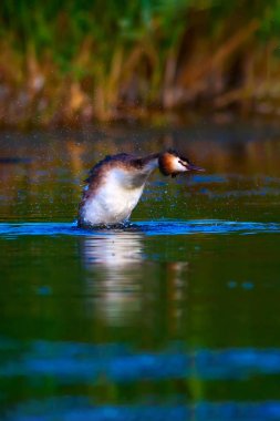 Büyük Tepeli Grebe. Doğa ve kuş. Su doğa arka plan. Kuş: Büyük Tepeli Grebe. Podiceps cristatus.
