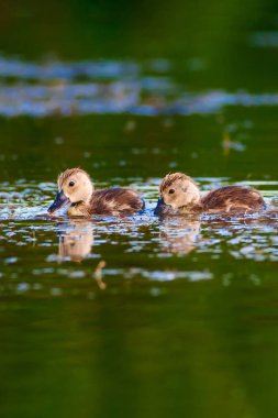 Sevimli ördek ailesi. Doğal arka plan. Kuş: Ortak Pochard. Aythya ferina