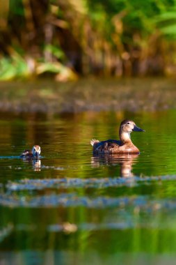 Sevimli ördek ailesi. Doğal arka plan. Kuş: Ortak Pochard. Aythya ferina