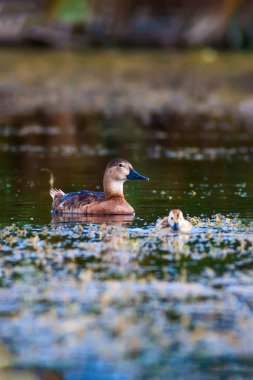 Sevimli ördek ailesi. Doğal arka plan. Kuş: Ortak Pochard. Aythya ferina