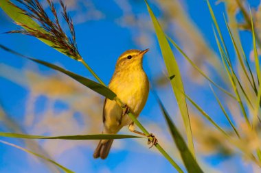 Doğa ve küçük kuş. Doğal arka plan.
