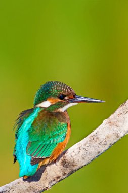 Sevimli renkli kuş Kingfisher. Sarı doğa arka planı. Ortak Kingfisher Alcedo atthis.
