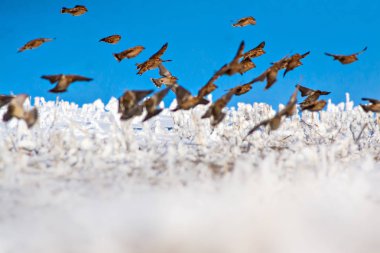 Uçan kuşlar. Kuş siluetleri. Doğa arka planı. Soyut doğa.