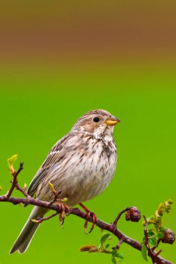 Doğa ve küçük kuş. Doğal arka plan.