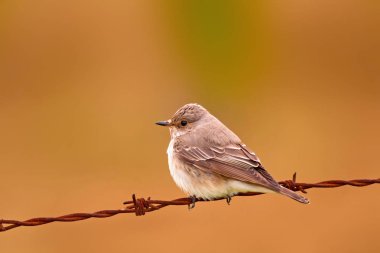 Doğa ve küçük kuş. Doğal arka plan.