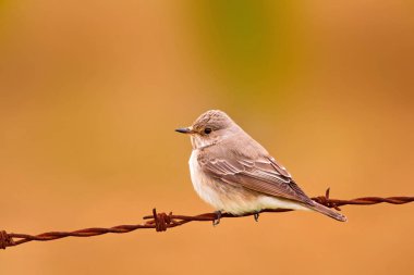 Doğa ve küçük kuş. Doğal arka plan.