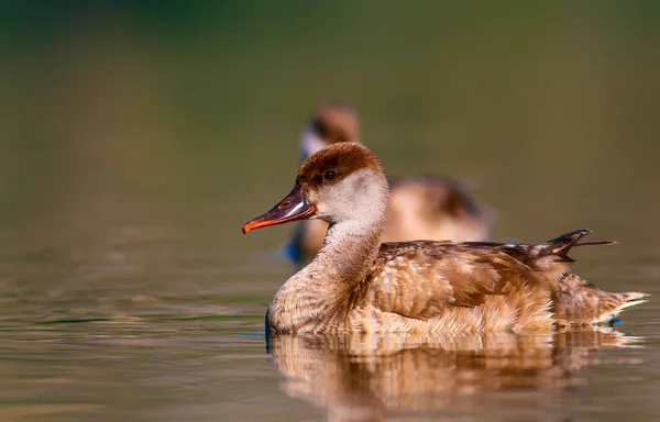 Cute duck. Water background. Red crested Pochard.