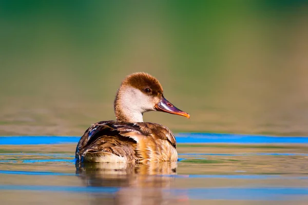 Cute duck. Water background. Red crested Pochard.