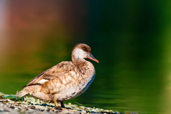 Cute Duck Water Background Red Crested Pochard — Stock Photo, Image