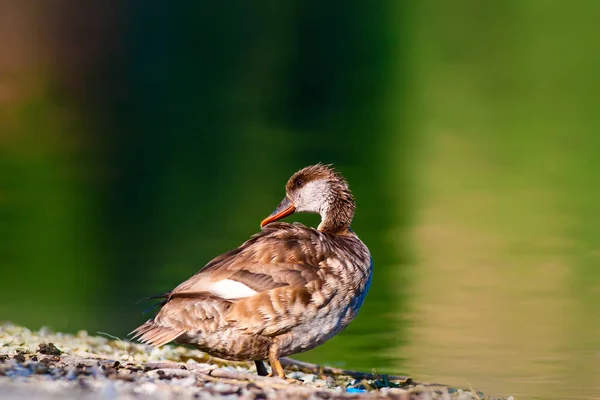 Roztomilá Kachna Vodní Pozadí Pochvatý Počard — Stock fotografie