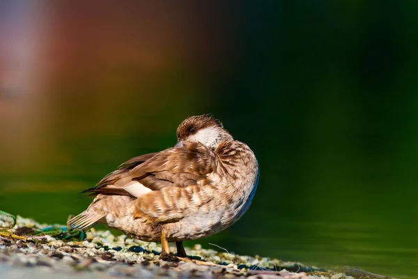 Roztomilá Kachna Vodní Pozadí Pochvatý Počard — Stock fotografie