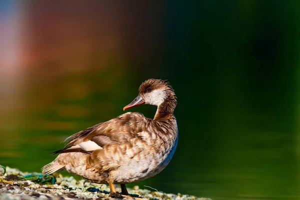 Cute duck. Water background. Red crested Pochard.