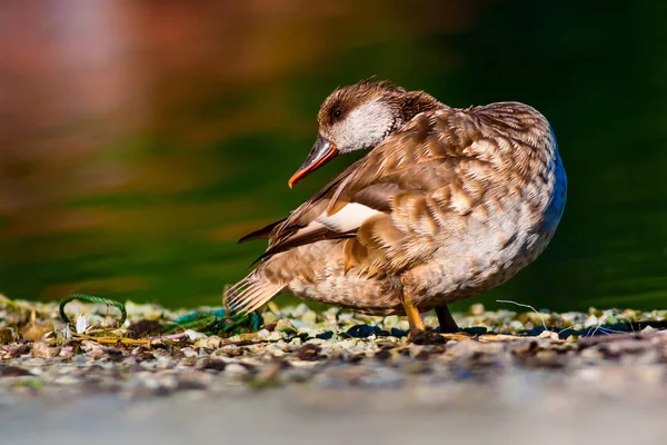 Roztomilá Kachna Vodní Pozadí Pochvatý Počard — Stock fotografie