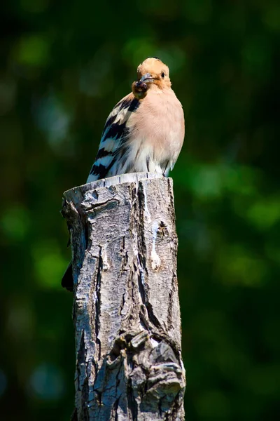 Sevimli Kuş Hoopoe Avrasya Çemberi Upupa Epops Doğa Arka Planı — Stok fotoğraf