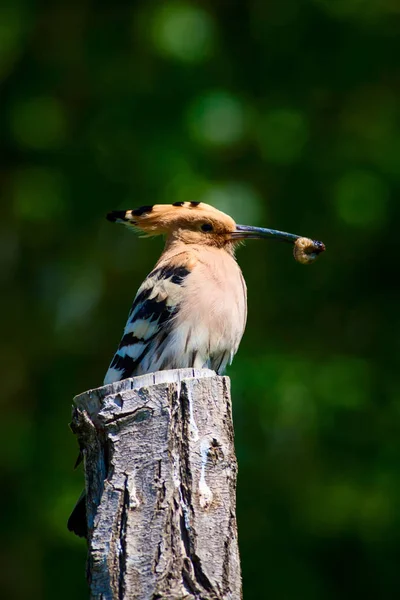 Niedlicher Vogel Wiedehopf Eurasischer Wiedehopf Upupa Epops Hintergrund Natur — Stockfoto