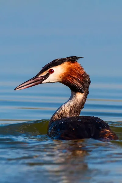 Söt Fågel Stor Crested Doppade Blå Vatten Natur Bakgrund Fågel — Stockfoto