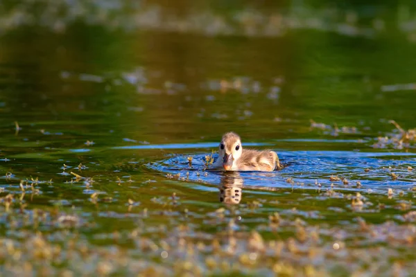 Cute duck. Water background. Red crested Pochard.