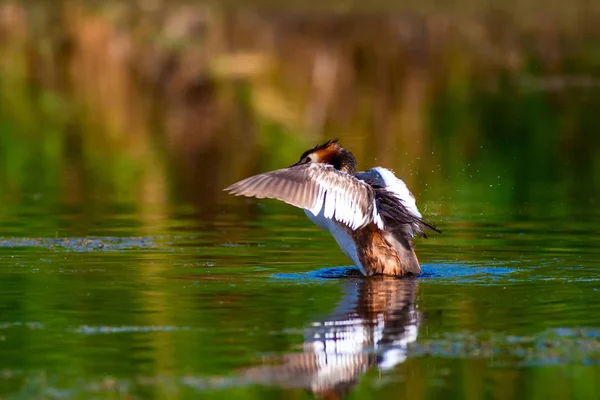 Cute bird Great Crested Grebe. Blue water nature background. Bird: Podiceps cristatus.