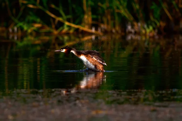 Cute bird Great Crested Grebe. Blue water nature background. Bird: Podiceps cristatus.