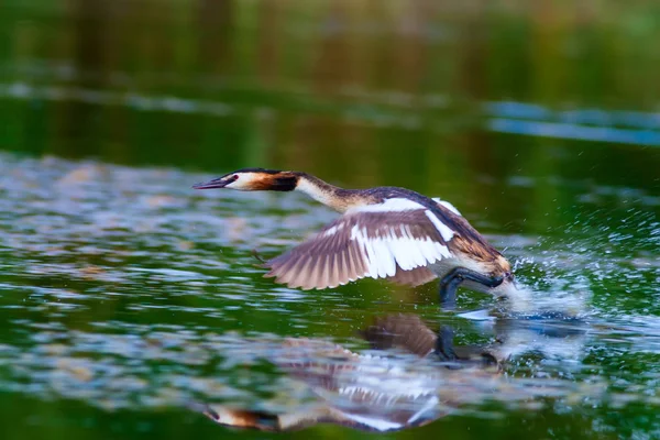 Cute bird Great Crested Grebe. Blue water nature background. Bird: Podiceps cristatus.