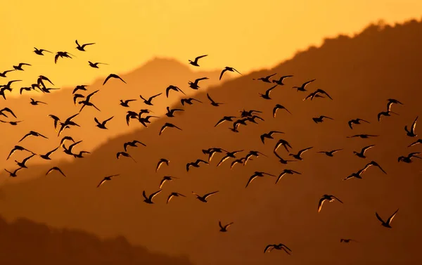 Flying birds. Birds silhouettes. Nature background. Abstract nature.