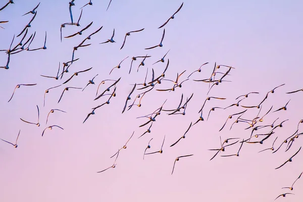 Flying Birds Birds Silhouettes Nature Background Abstract Nature — Stock Photo, Image