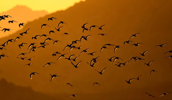 Flying birds. Birds silhouettes. Nature background. Abstract nature.