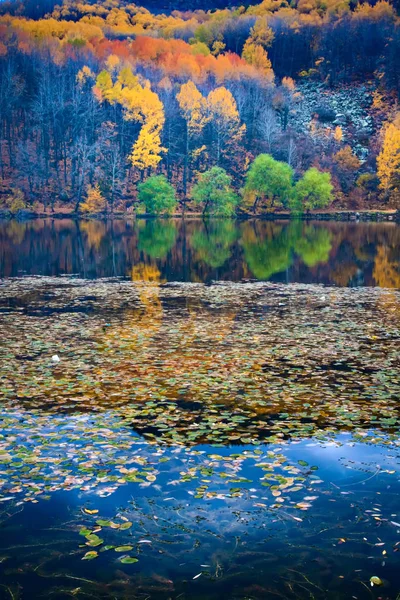 Sonbahar Manzara Fotoğrafçılığı Renkli Orman Arka Planı Ankara Cubuk Karagöl — Stok fotoğraf