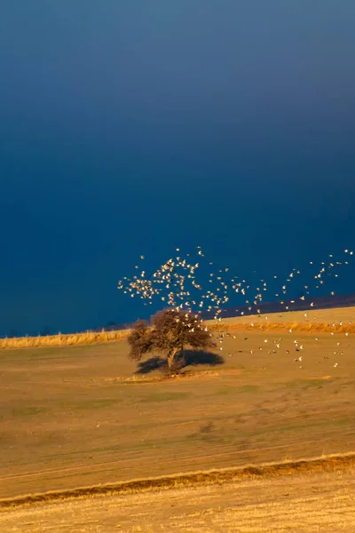 Літаючі Птахи Силуети Птахів Природний Фон Абстрактна Природа — стокове фото