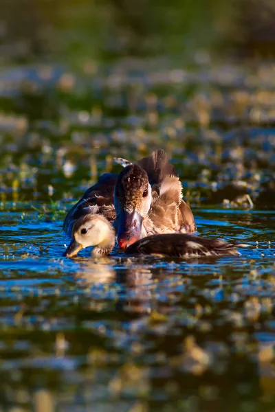 Sevimli Ördek Arka Planı Kırmızı Tepeli Pochard — Stok fotoğraf