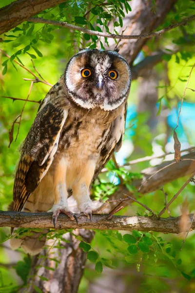 Forest and owl.  Pine tree. Bird: Long eared Owl. Asio otus. Nature background.