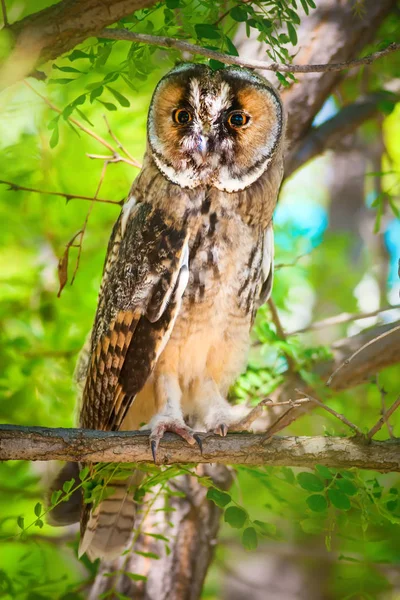 Forest and owl.  Pine tree. Bird: Long eared Owl. Asio otus. Nature background.