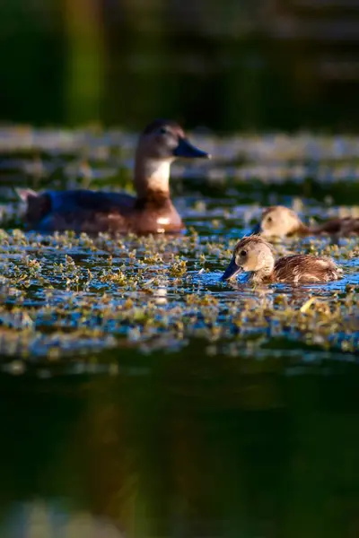 Schattig Eend Familie Natuurlijke Achtergrond Vogel Gemeenschappelijke Pochard Aythya Ferina — Stockfoto