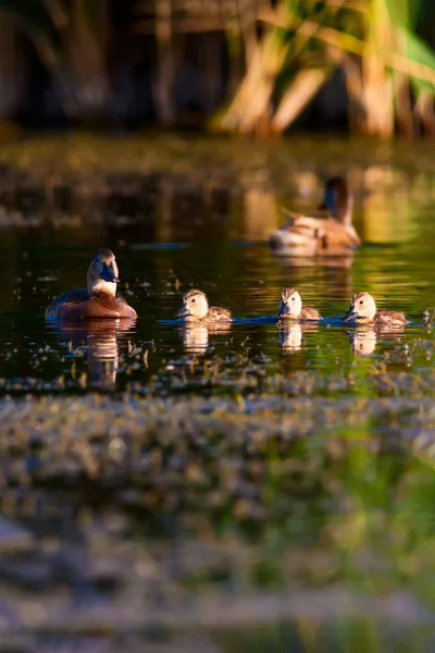 Schattig Eend Familie Natuurlijke Achtergrond Vogel Gemeenschappelijke Pochard Aythya Ferina — Stockfoto