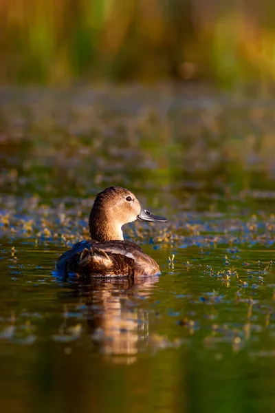 Cute duck family. Natural background. Bird: Common Pochard. Aythya ferina