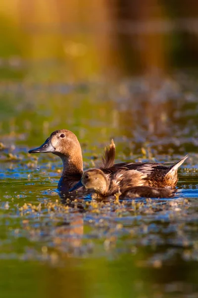 Cute duck family. Natural background. Bird: Common Pochard. Aythya ferina