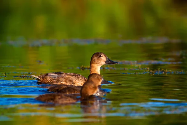 Sevimli Ördek Ailesi Doğal Arka Plan Kuş Ortak Pochard Aythya — Stok fotoğraf