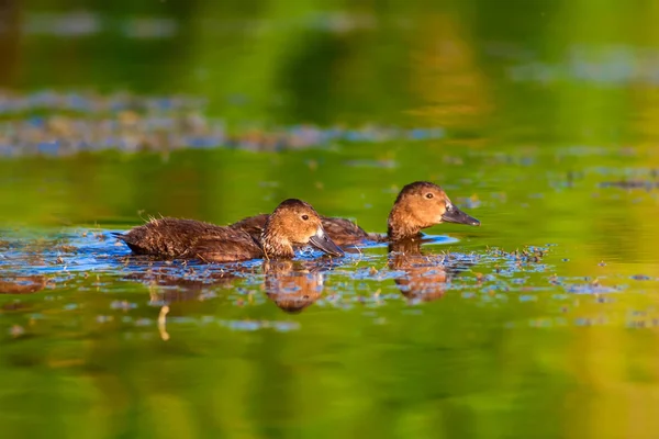 Niedliche Entenfamilie Natürlicher Hintergrund Vogel Pochard Aythya Ferina — Stockfoto