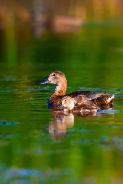 Cute duck family. Natural background. Bird: Common Pochard. Aythya ferina