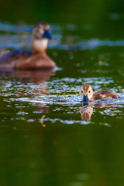 Linda Familia Patos Fondo Natural Bird Common Pochard Aythya Ferina — Foto de Stock